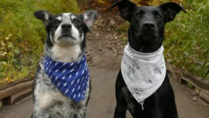 10 Trendy Knitted Dog Bandana Patterns to Try This Year
